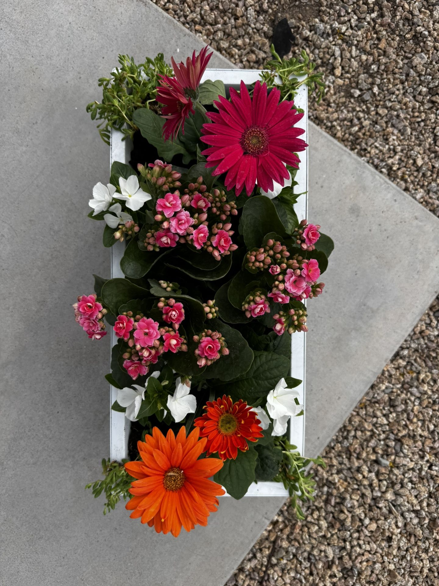 Flower Pot