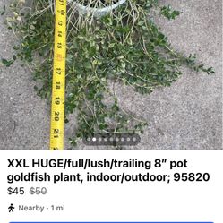 XXL Goldfish Plant, 95820