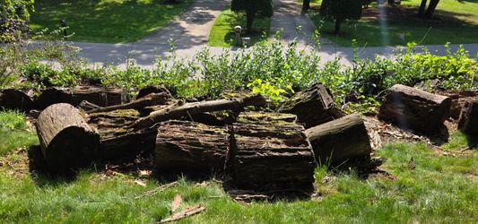 FREE Oak Logs Firewood