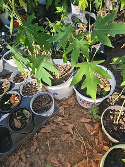Papaya plant