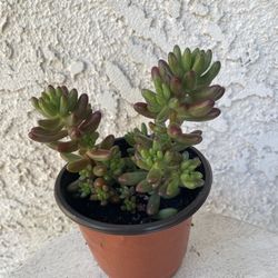 4 Inch Pot Succulent Plant - Sedum Pachyphyllum Rose Variegated - Rose Jelly Bean - Rooted & Established - Drought Resistant - 🪴