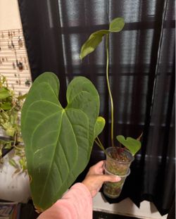 Anthurium Papillilaminum x Magnificum Rare Plant Indoor House Plant