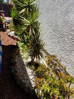 Planta alta