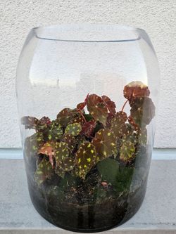 Open Terrarium with begonia