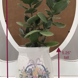 Live Succulents in a White Ceramic with Floral Basket Design Planter