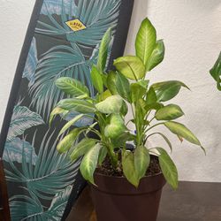 Dieffenbachia House Plant 