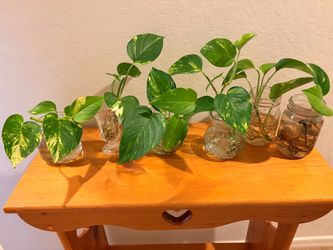 Pothos starts with roots