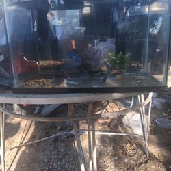 Fish Aquarium 