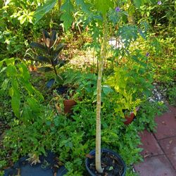 Papaya Plant 4' Ft Grow Now And Fruit Ready December 