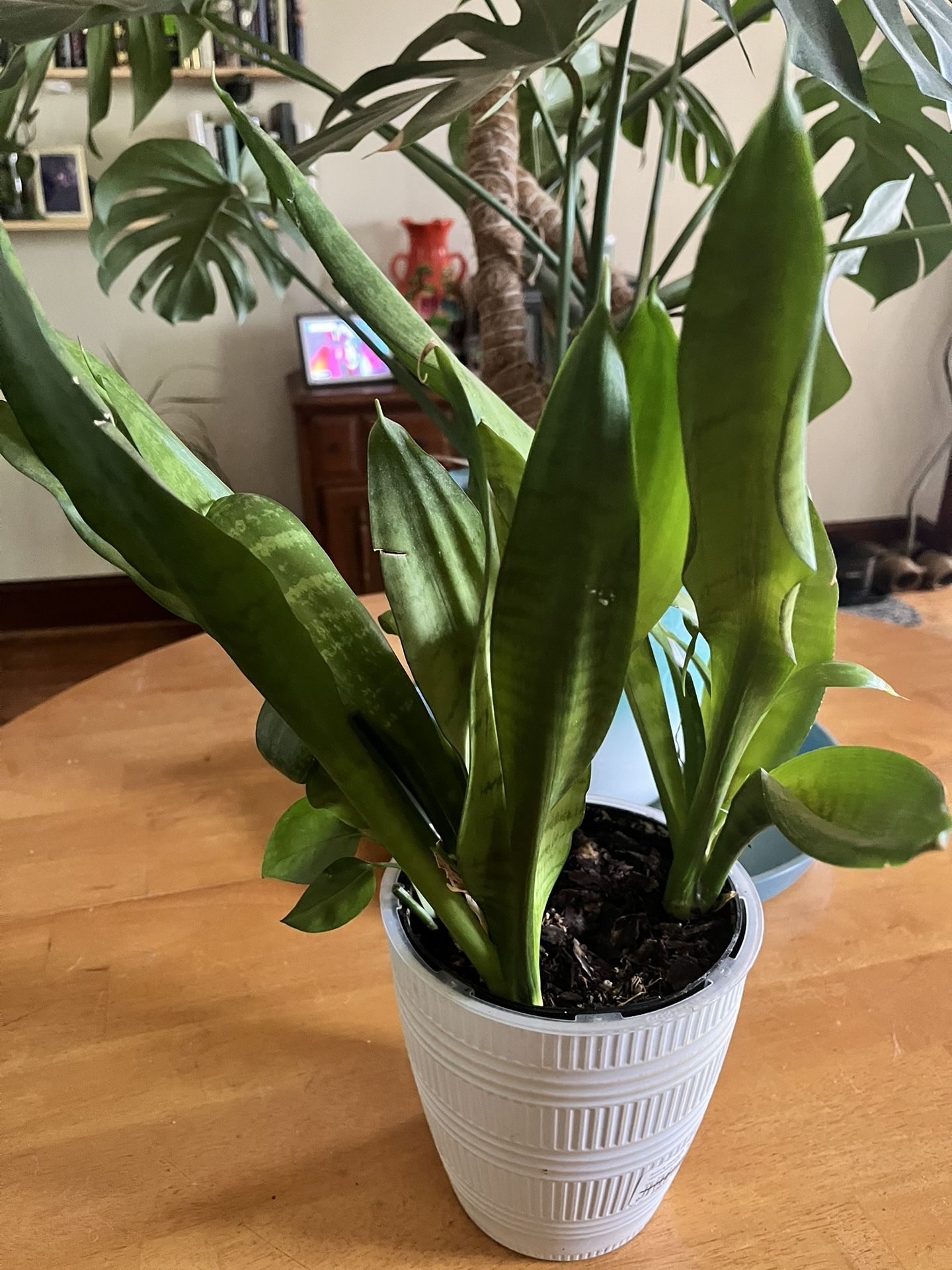 Snake Plant (3)