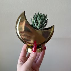 Mini Succulent & Gold Crescent Moon pot 