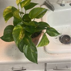 Tropical Pathos Plant