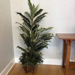 House Plant 