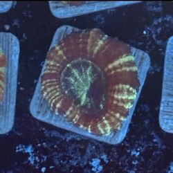 Asian Acan Display Decor