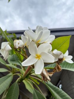 Singapore White plumeria