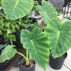 Mammoth Elephant Ear Plant for Sale in Arcadia, CA - OfferUp