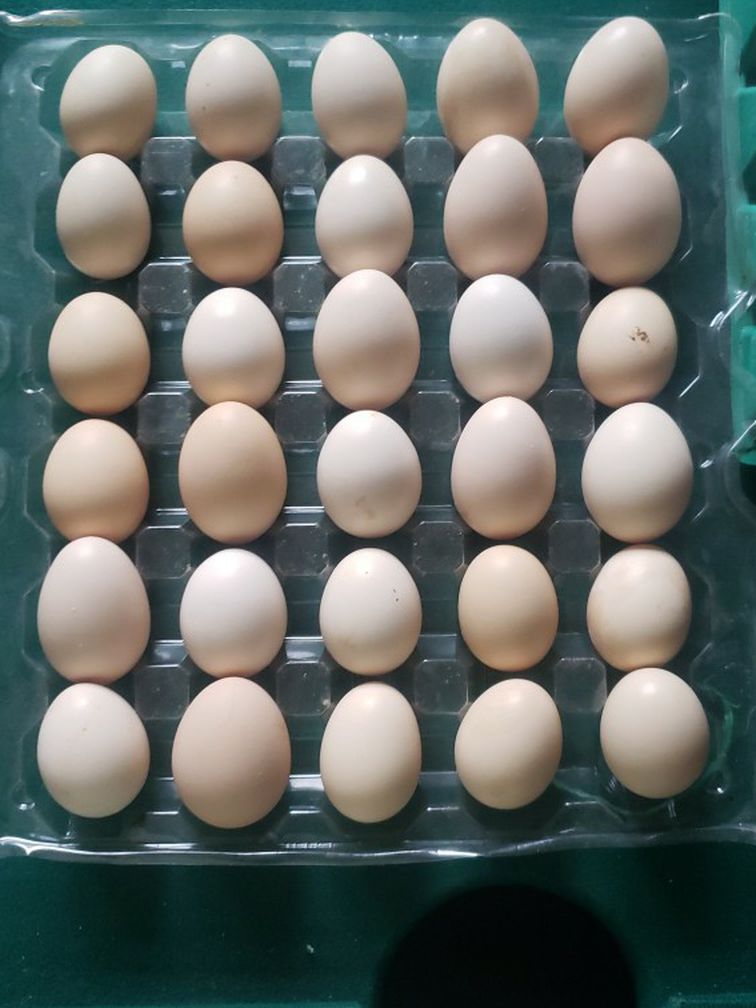 Alakina egg