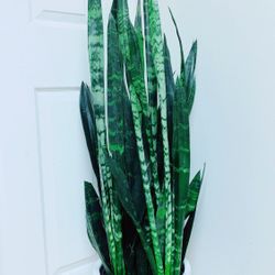 Very Full/Healthy Sansevieria Black Coral Snake Plants Give Out The Fresh Air And Take Away The Bad One - 4’3” tall -  Ceramic Pot Not Including 