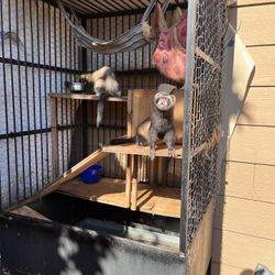 Ferret Cage!