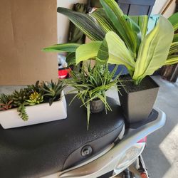 Fake Plants And Decor