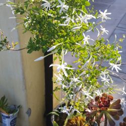 Jasmine Plant