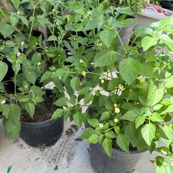Beautiful Hot Chinese Chili