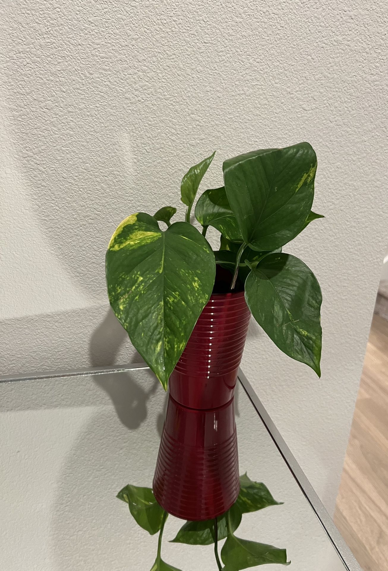 Gold Pothos Plant