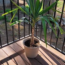 Gorgeous 3 Ft Tall Plants