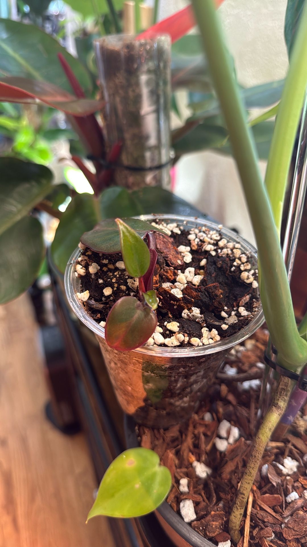 Strawberry Shake Philodendron (Plant Trades!)