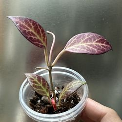 Hoya “Sunrise” Starter plant