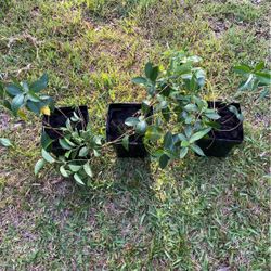 Red Mandevilla Plant (Rock Trumpet)