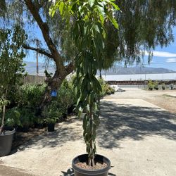Mango Machete Tree / Arbol De Mango 