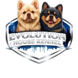 Fluffy French Bulldogs