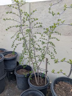 Fruit tree Jujube