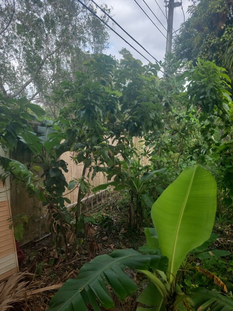Large AVACADO TREE