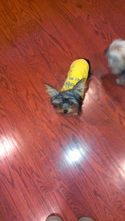 Miniature dog clothes XS