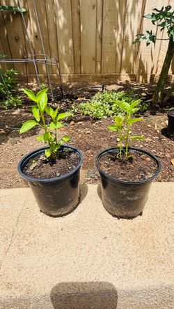 Variedad de Matas