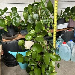 Pilea Chinese Money Plant 33”