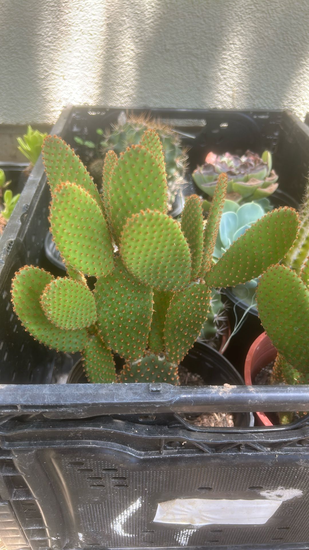 Various Succulents and Cacti Assortment 