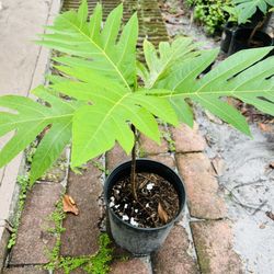 Breadfruit Plant