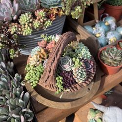 Succulent Basket Gift 