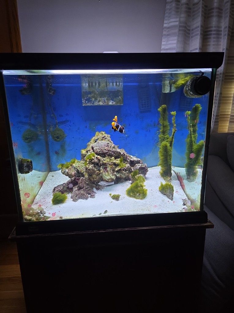 93 Gallon Salt Water Set Up