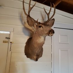 Deer Head Wall Decor