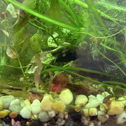 Hornworth plant and clean up crew  pick up in Melissa