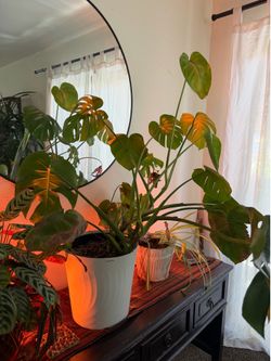 Assorted House Plants