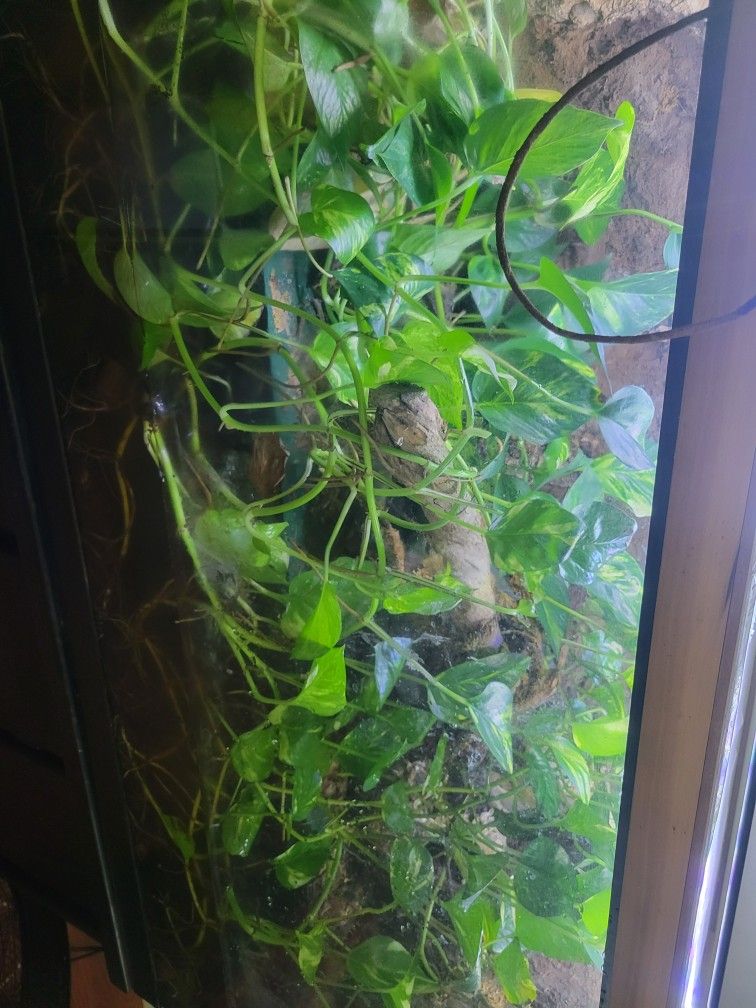 Solomon Island Tree Boa W/Tank