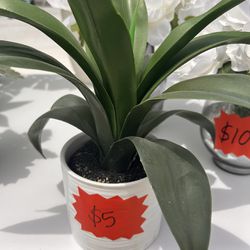 Plant With White Vase