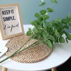 Silver Dollar Eucalyptus