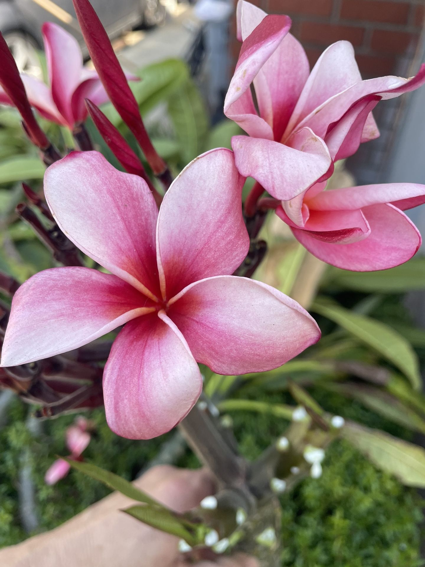 Pink Pansy Plumeria Clipping