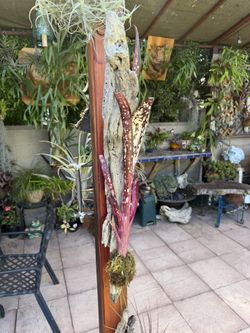 Beautiful Billbergia Bromeliad Mounted On Driftwood